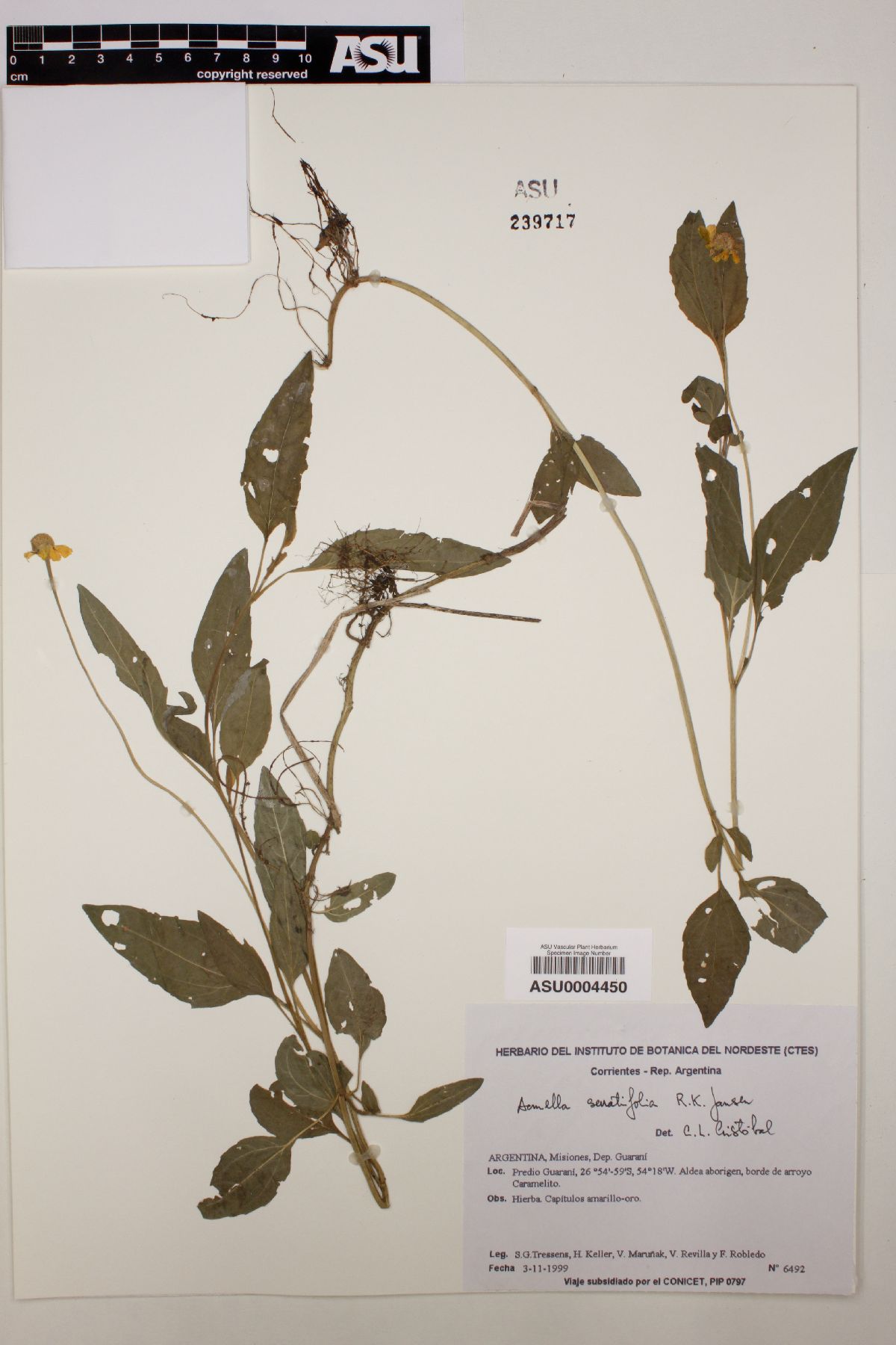 Acmella serratifolia image