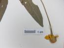 Acmella serratifolia image