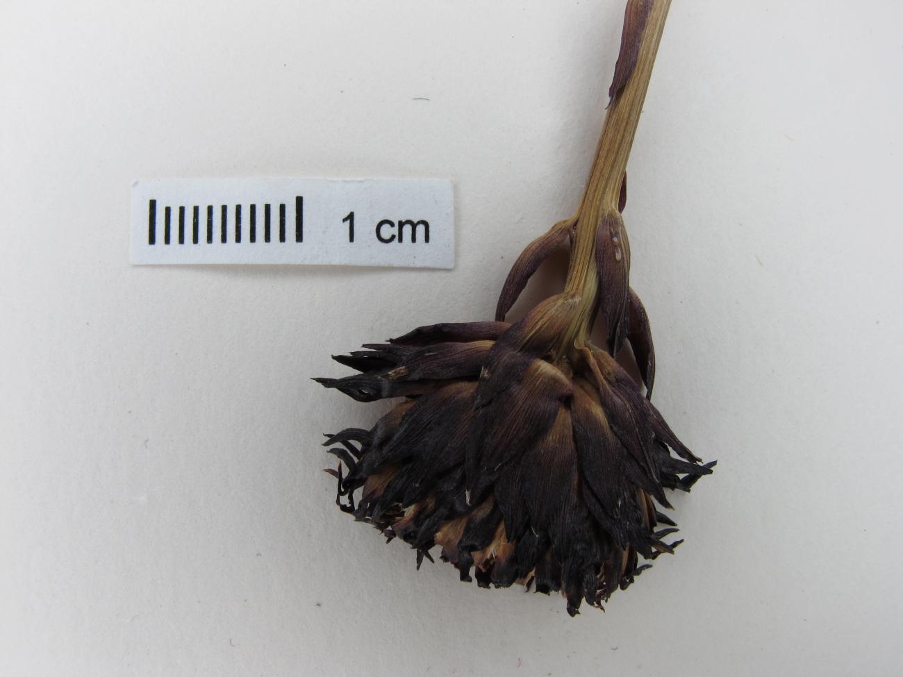 Acourtia mexicana image