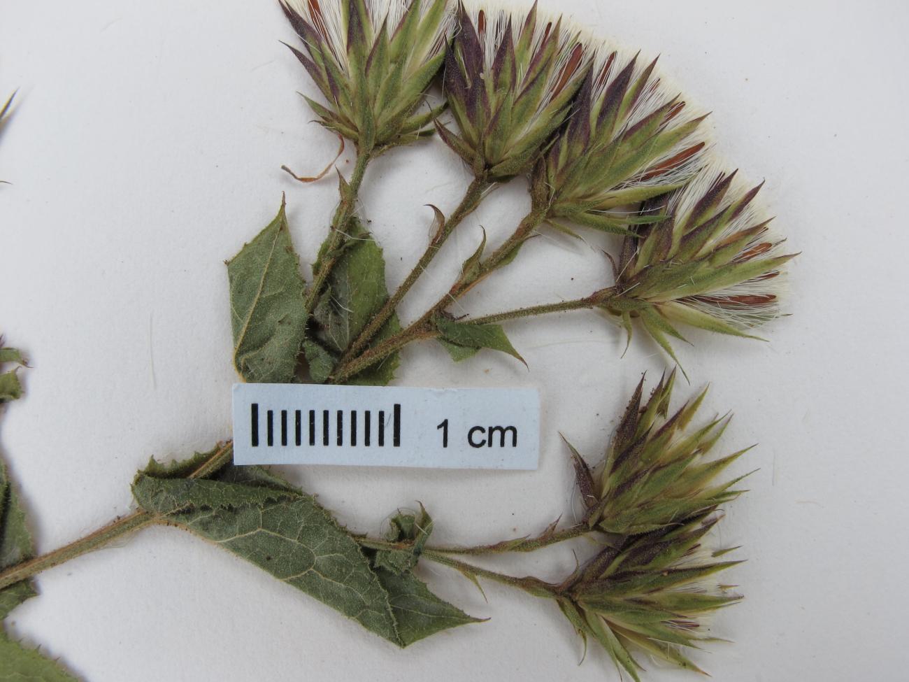 Acourtia pinetorum image