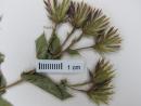 Image of Acourtia pinetorum