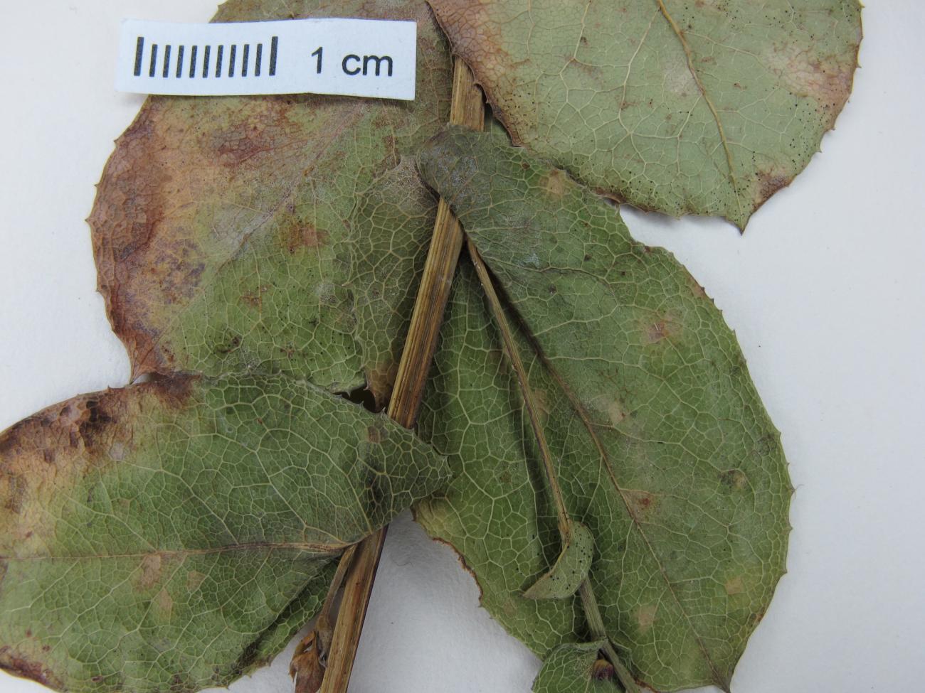 Acourtia platyphylla image
