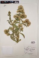 Acourtia reticulata image