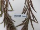 Media resource of Adenothamnus validus