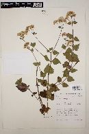 Ageratina blepharilepis image