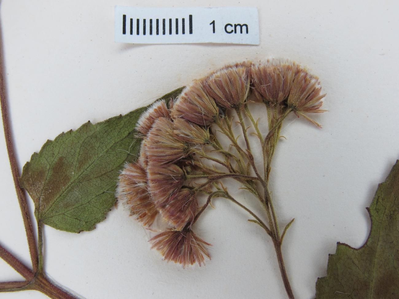 Ageratina ciliata image