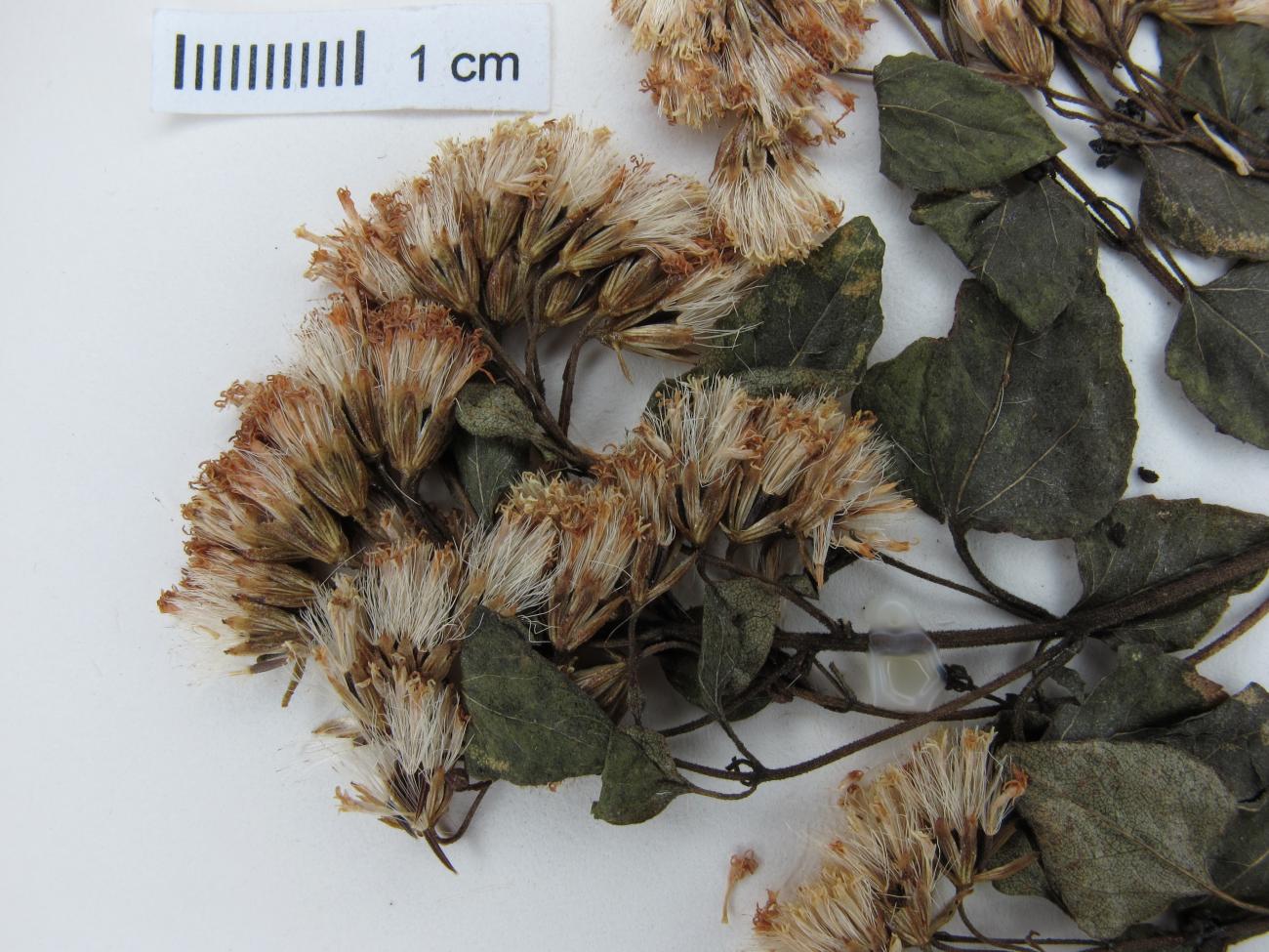 Ageratina espinosarum image