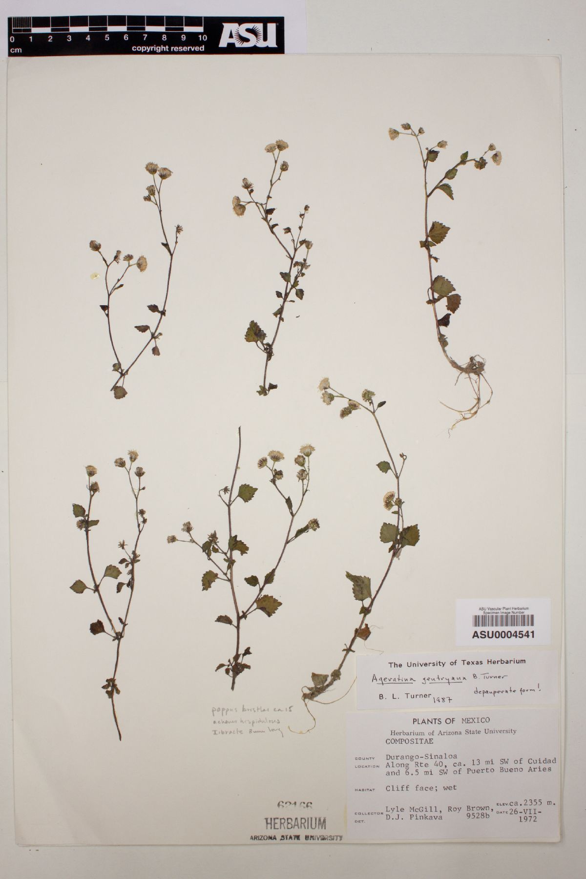 Ageratina gentryana image