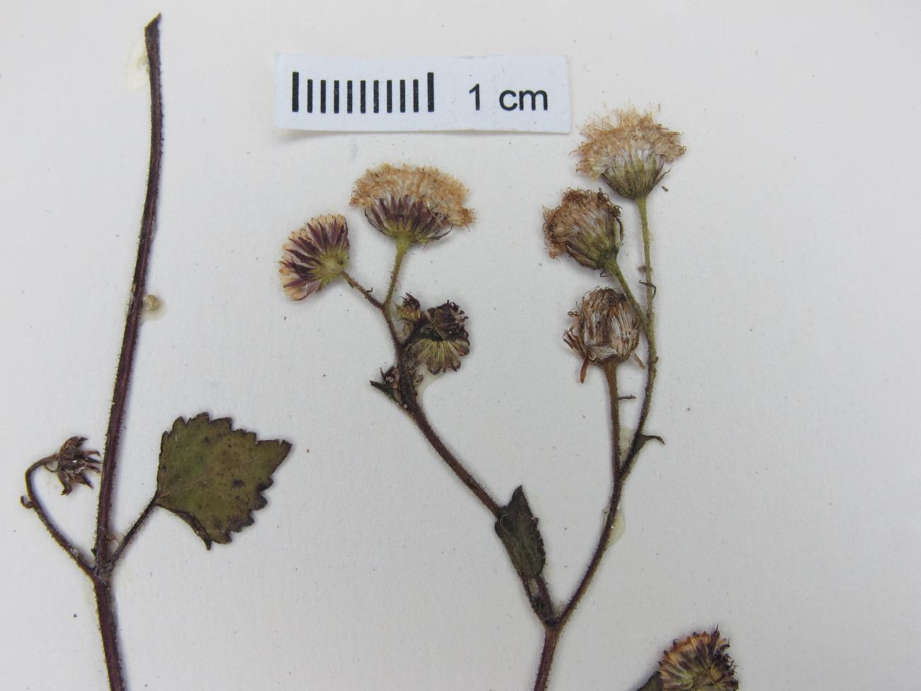Ageratina gentryana image