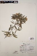 Ageratina glischra image