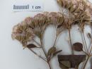 Image of Ageratina hebes