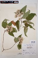 Ageratina mairetiana image