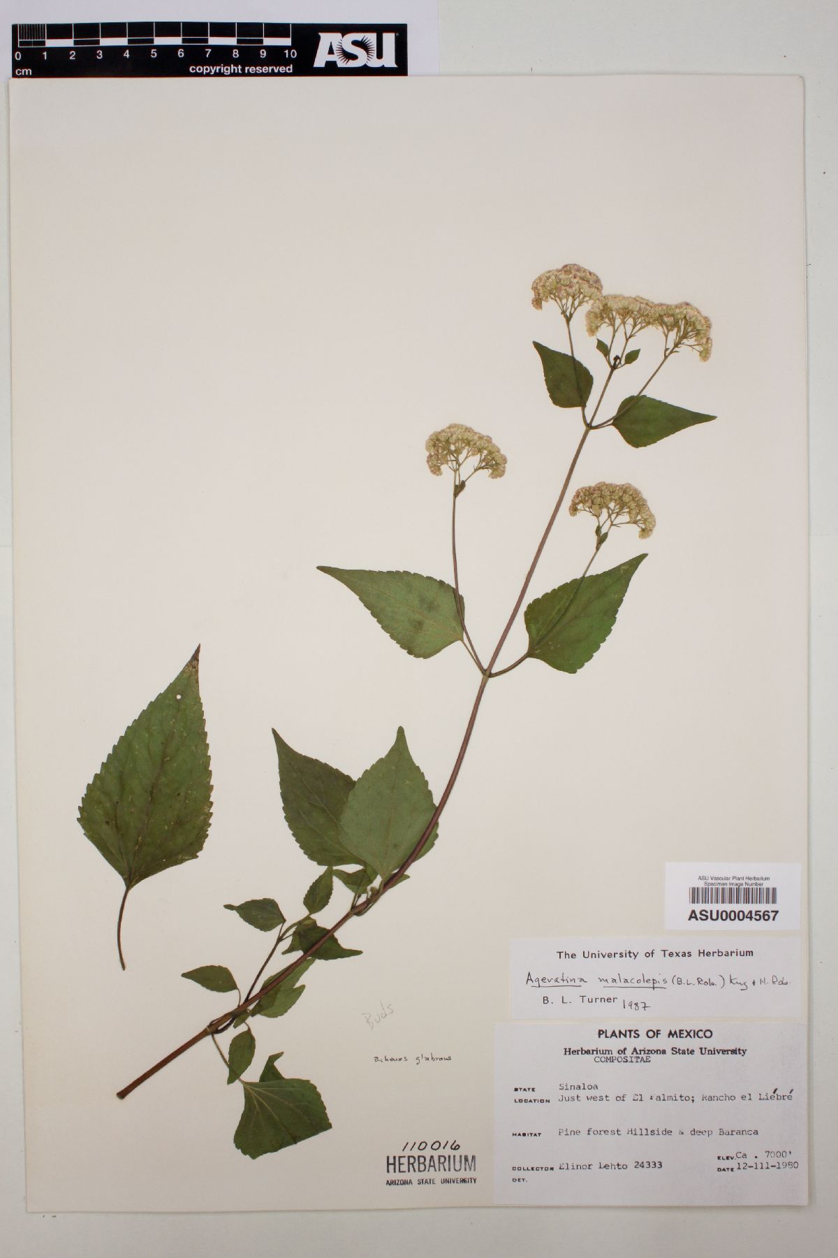 Ageratina malacolepis image