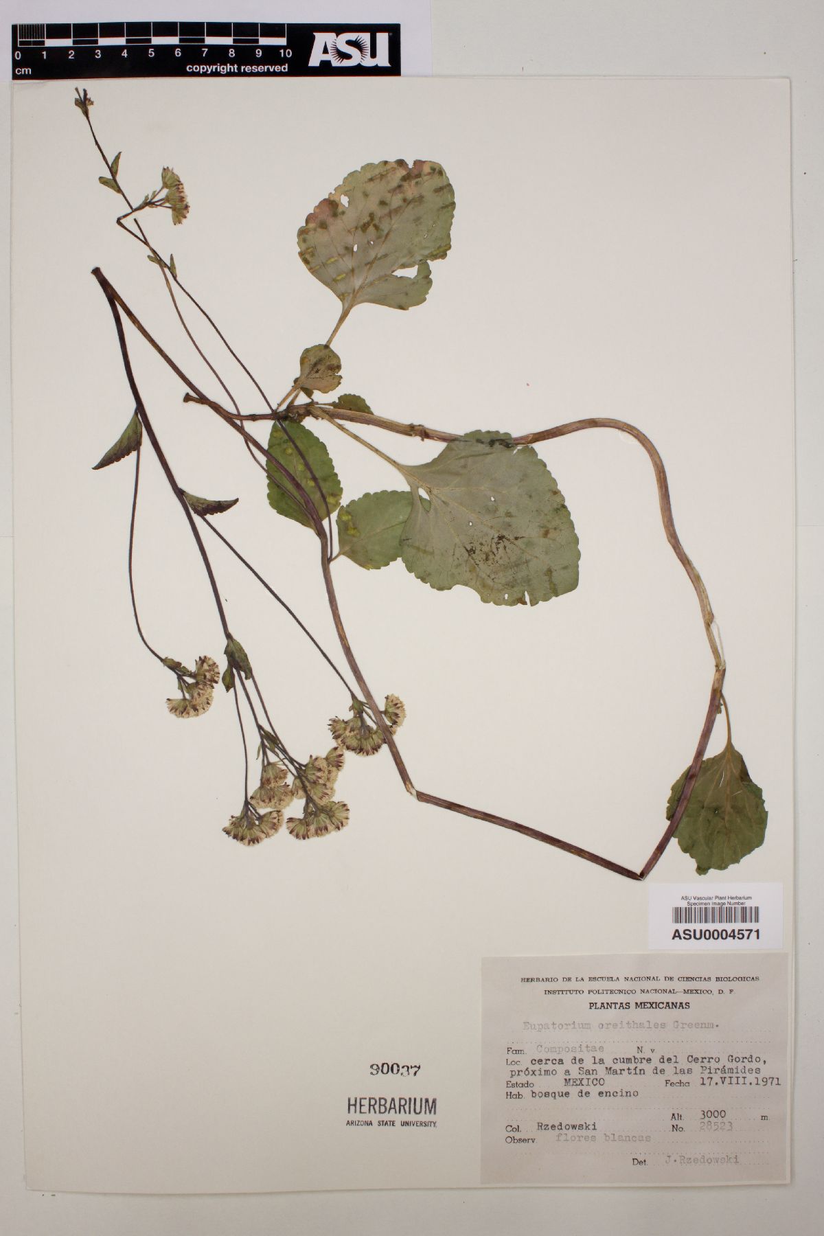 Ageratina oreithales image