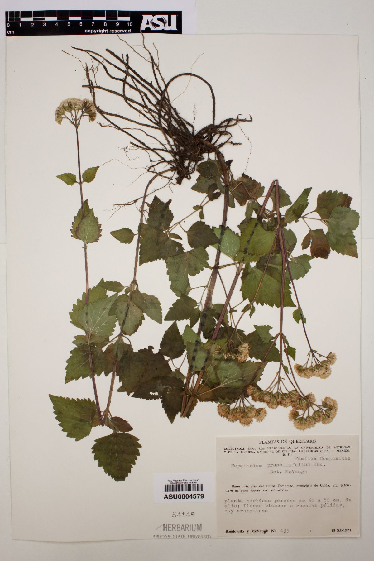 Ageratina prunellifolia image