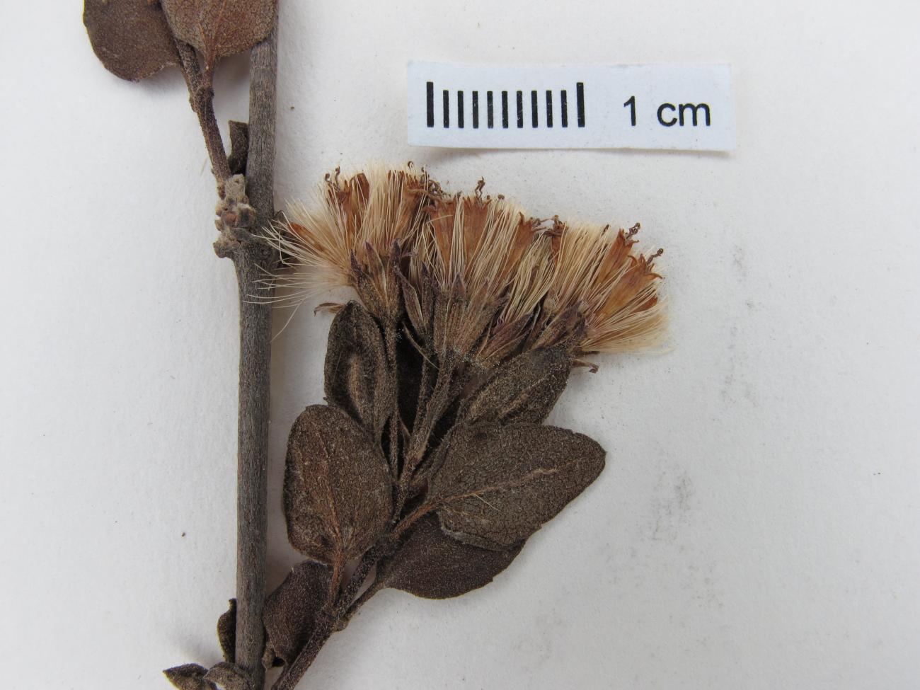 Ageratina rhomboidea image