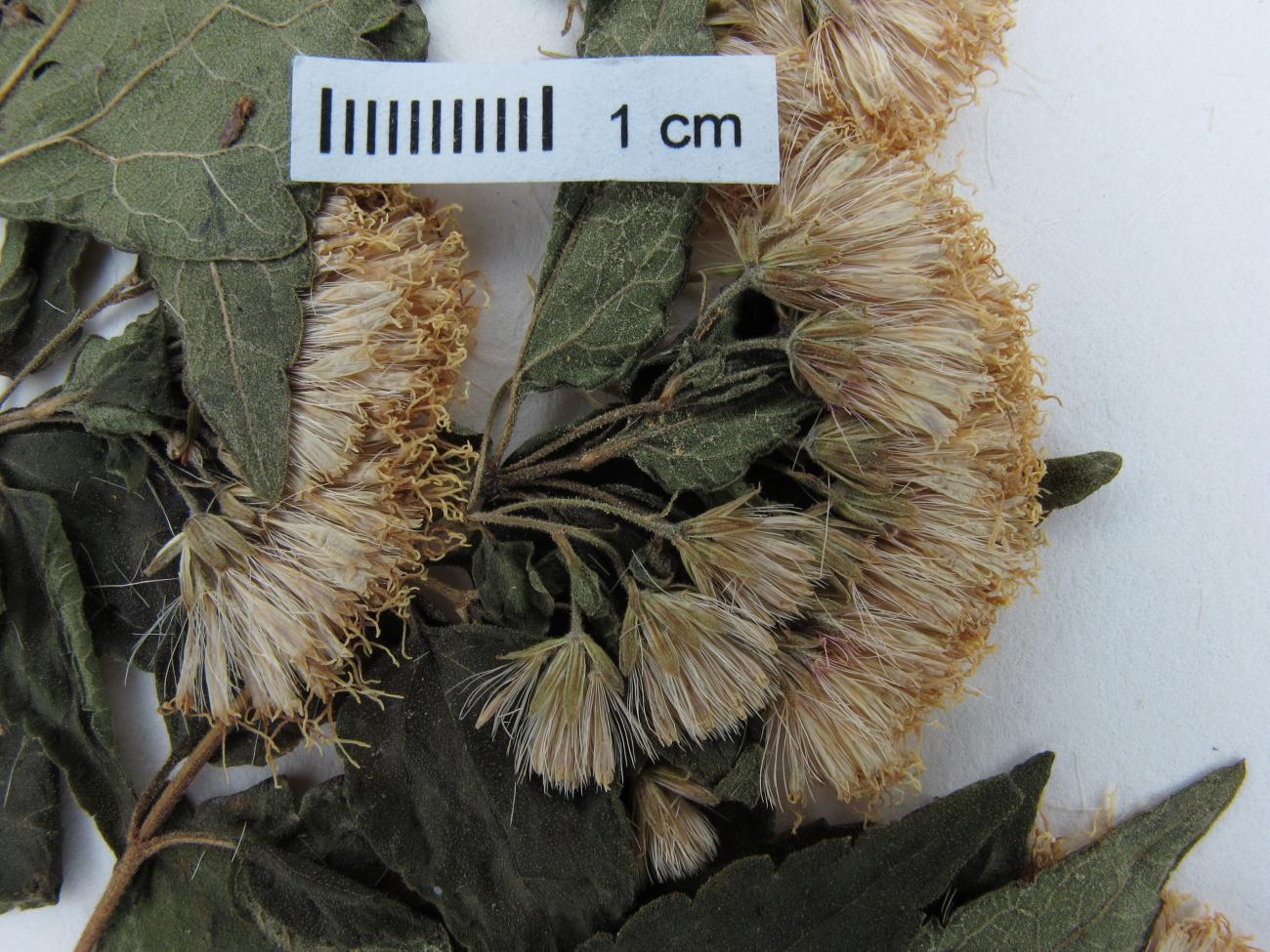 Ageratina riparia image