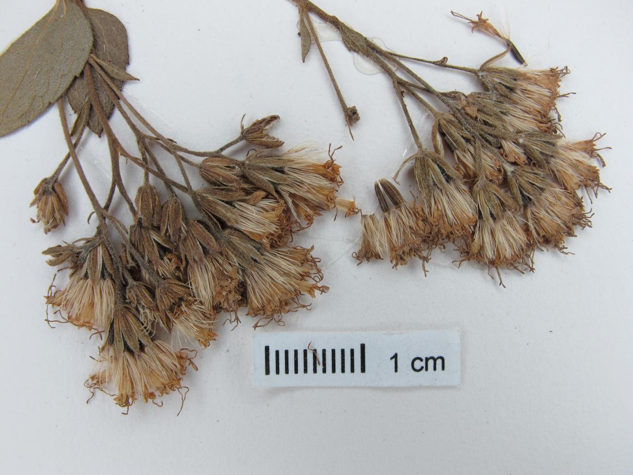 Ageratina stricta image