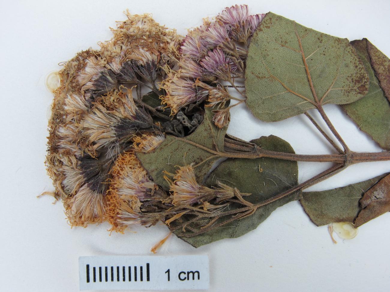 Ageratina tomentella image