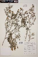 Ambrosia magdalenae image