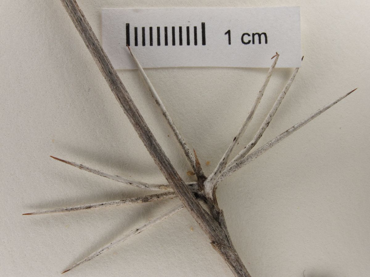Ambrosia bryantii image