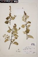 Ambrosia chenopodiifolia image