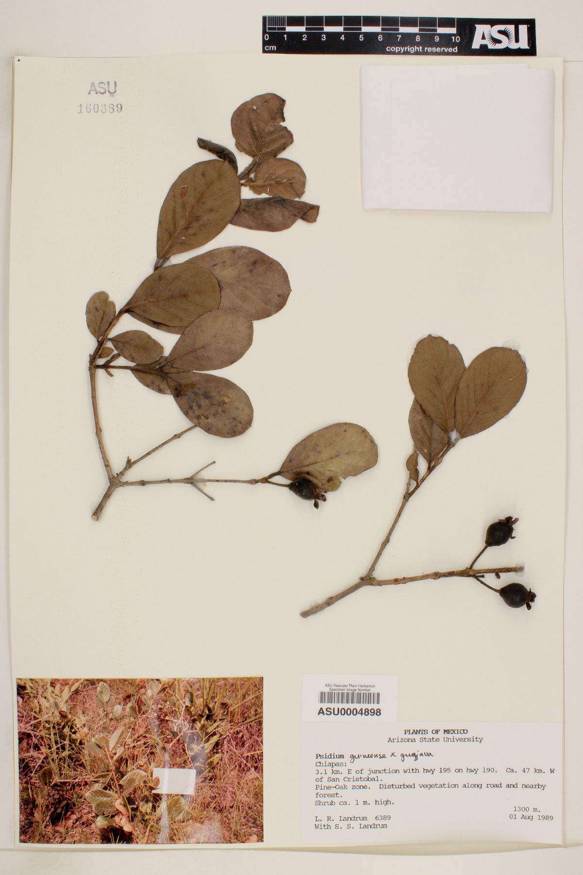 Psidium guajava X guineense image