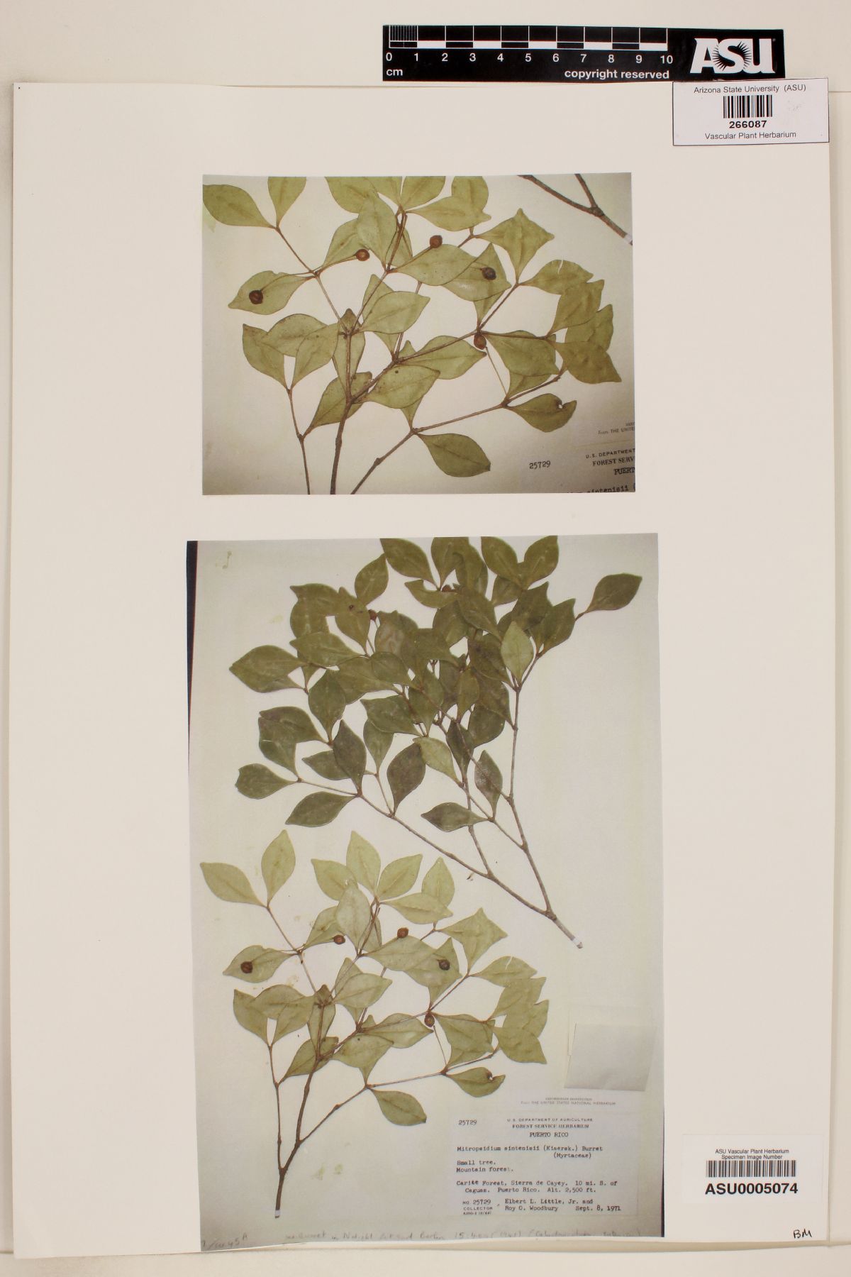 Psidium sintenisii image