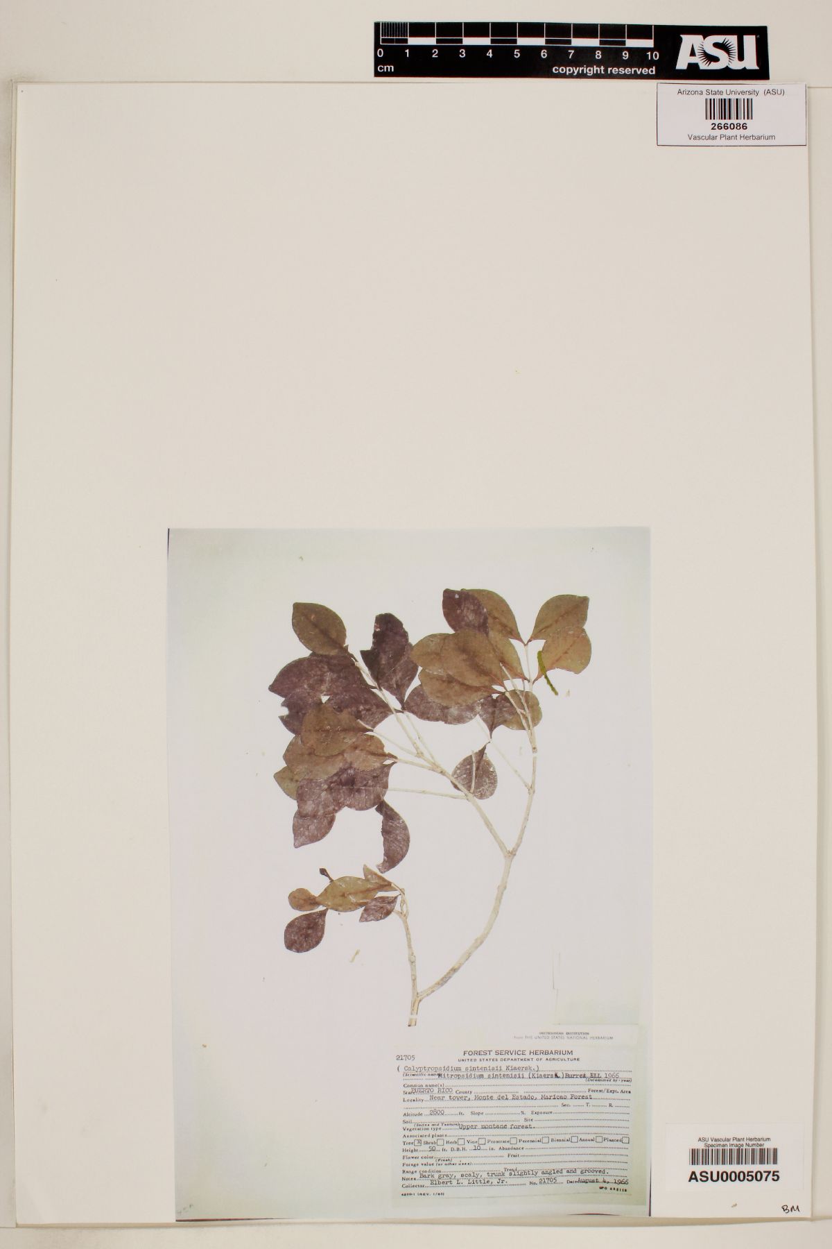 Psidium sintenisii image