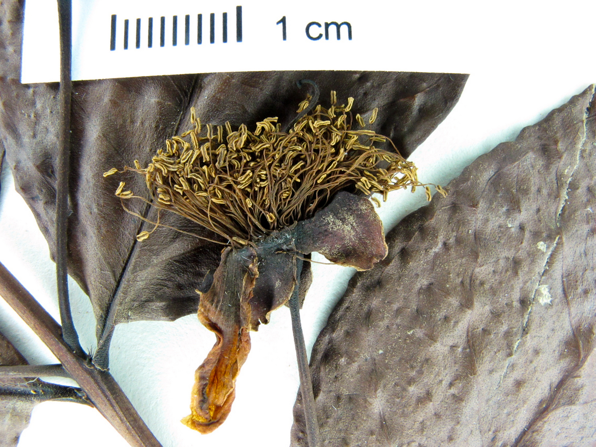 Psidium acutangulum image