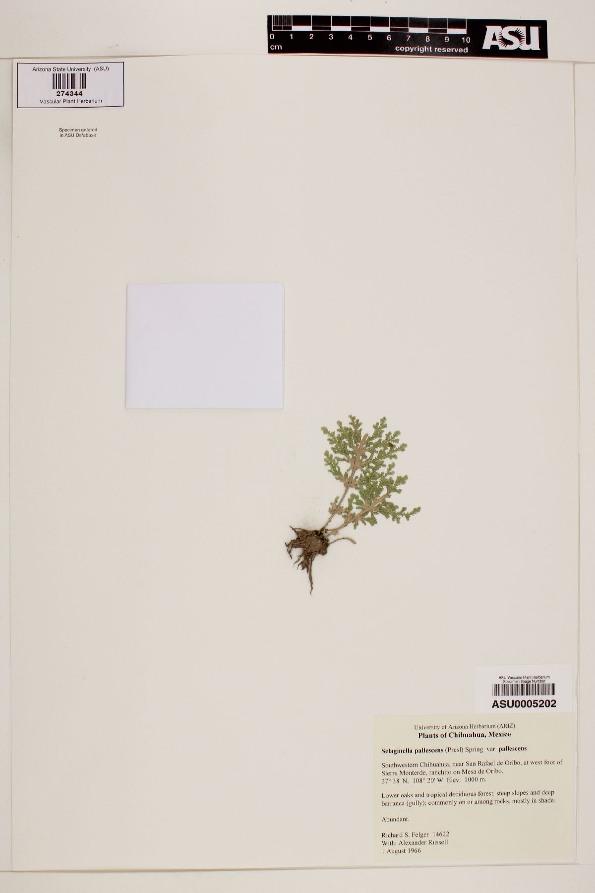Selaginella pallescens var. pallescens image