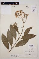 Cordia diversifolia image