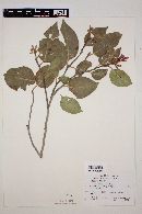 Rhus ovata image