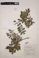 Rhus pachyrrhachis image