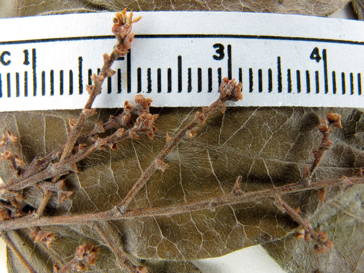 Rhus schiedeana image