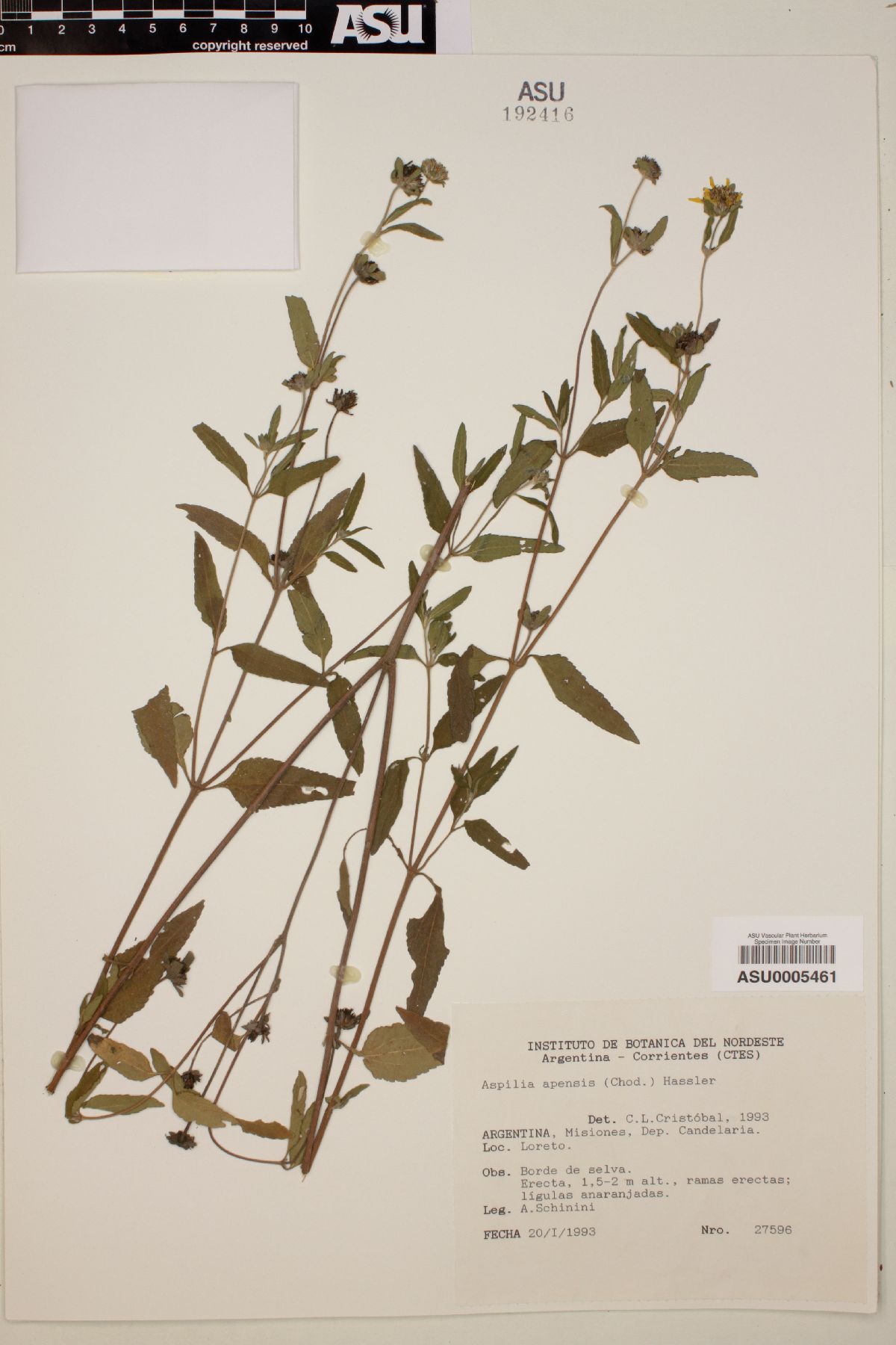 Aspilia apensis image