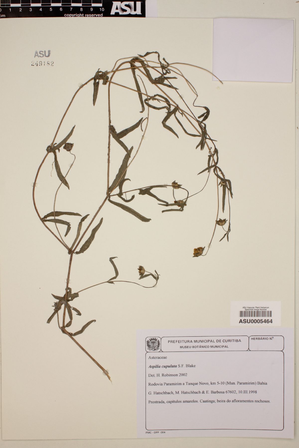 Aspilia cupulata image