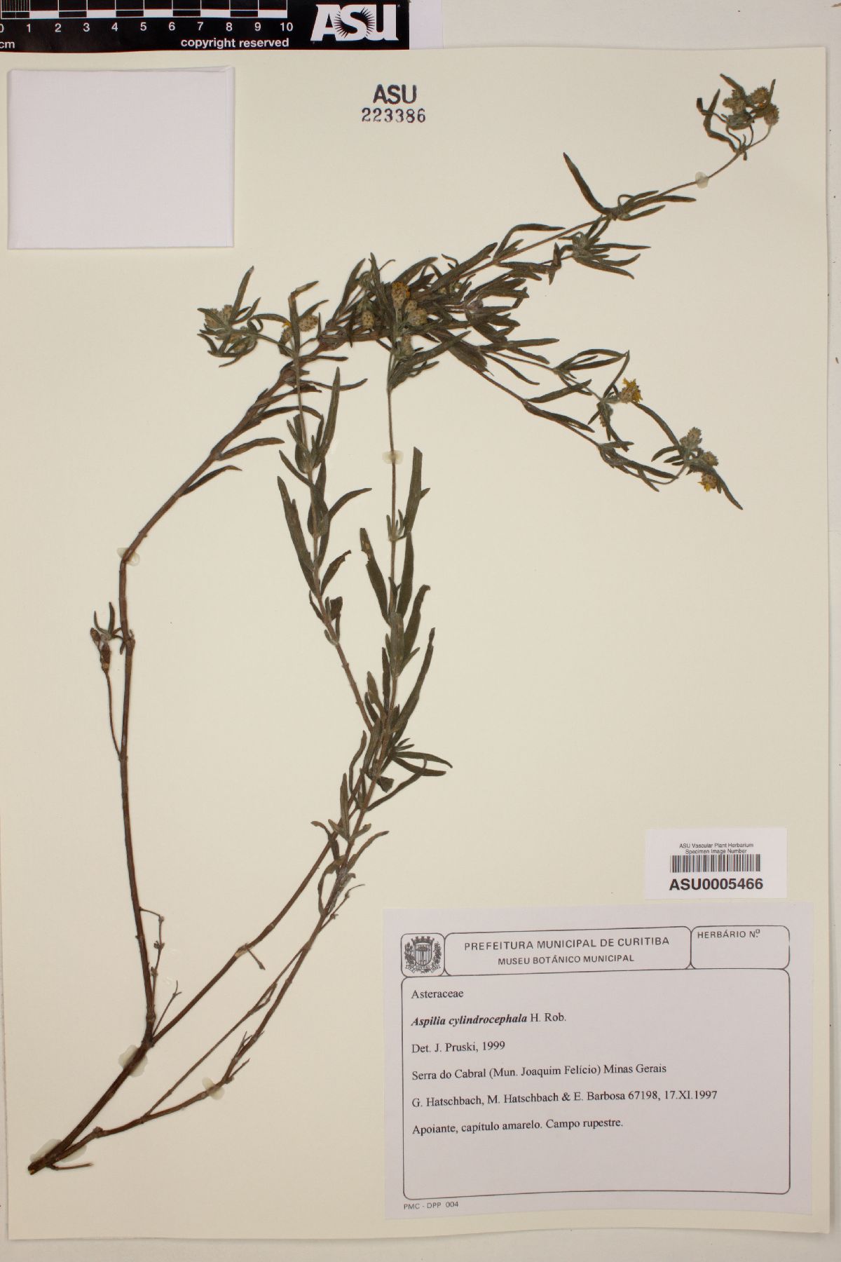 Aspilia cylindrocephala image