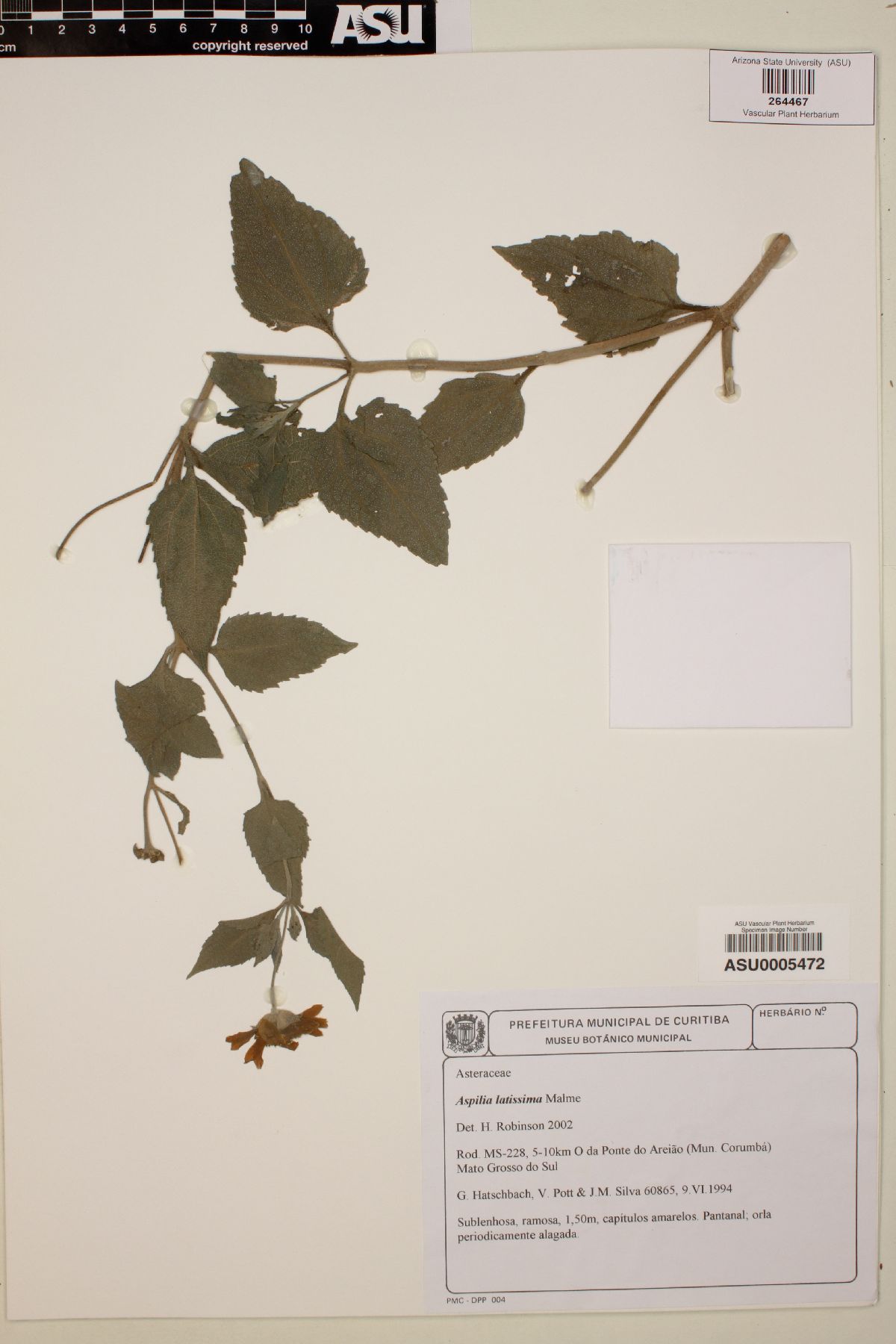 Aspilia latissima image