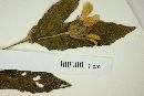 Aspilia silphioides image