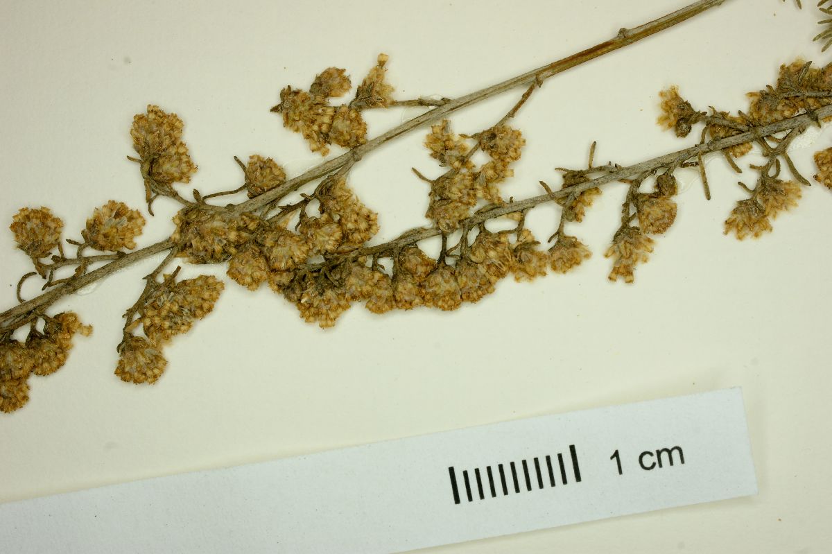 Artemisia californica image