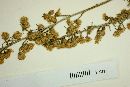 Image of Artemisia californica
