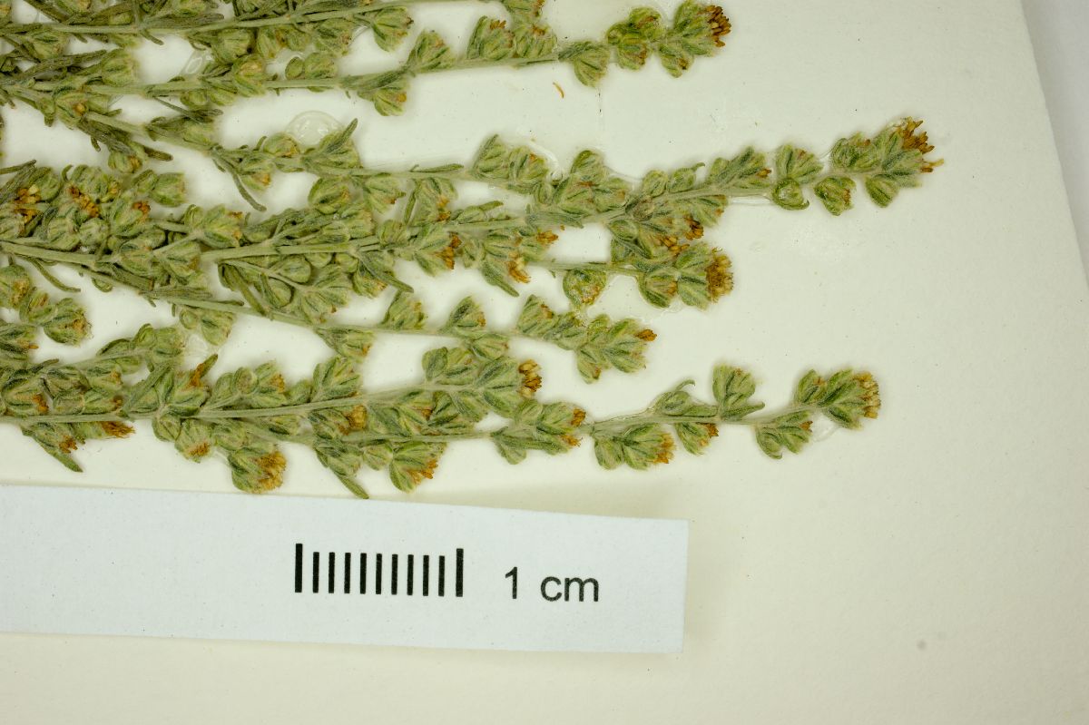 Artemisia klotzchiana image