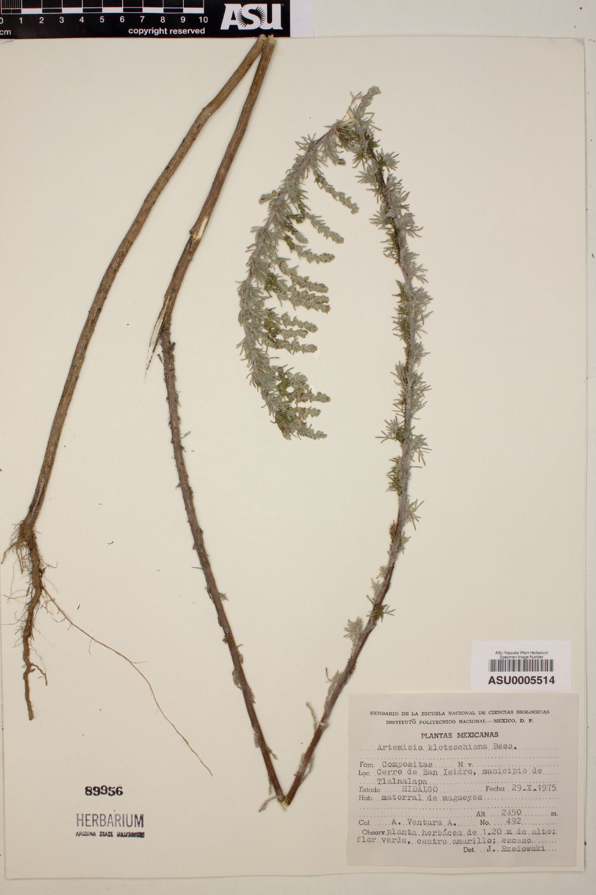 Artemisia klotzchiana image