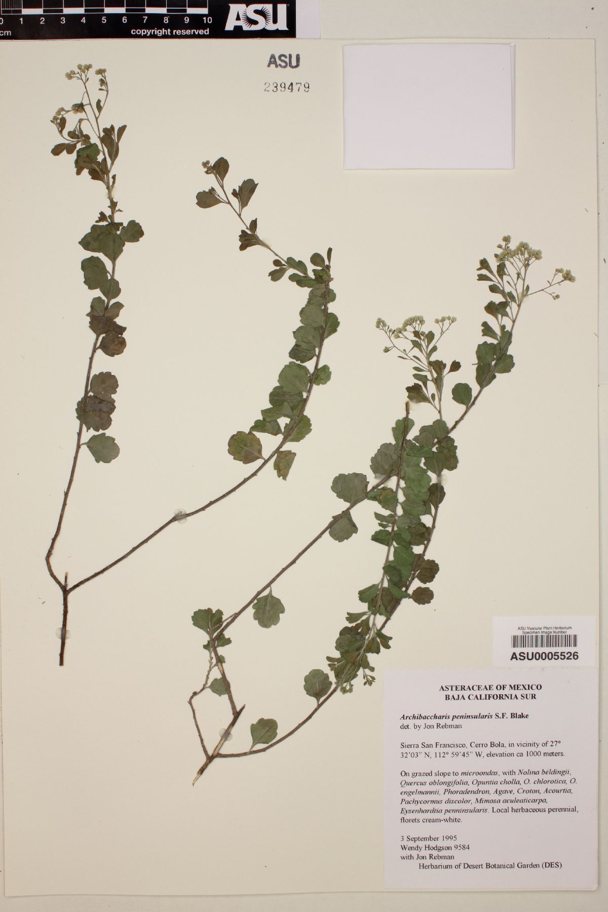 Archibaccharis peninsularis image