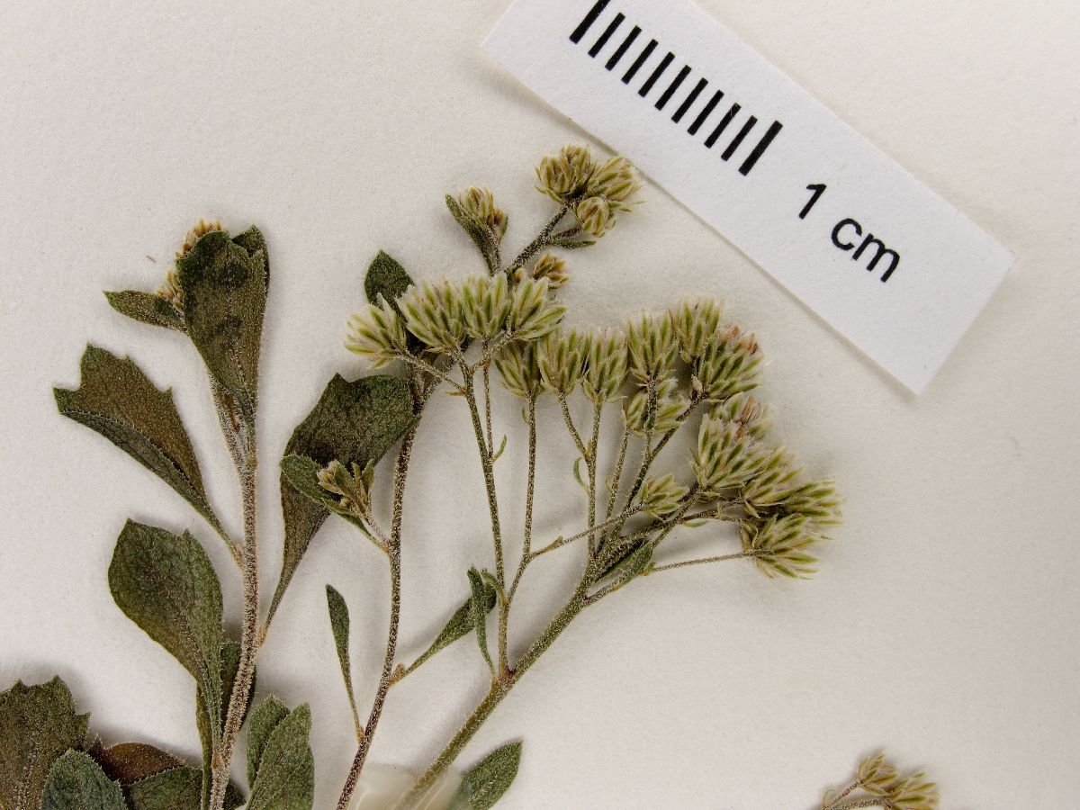 Archibaccharis peninsularis image