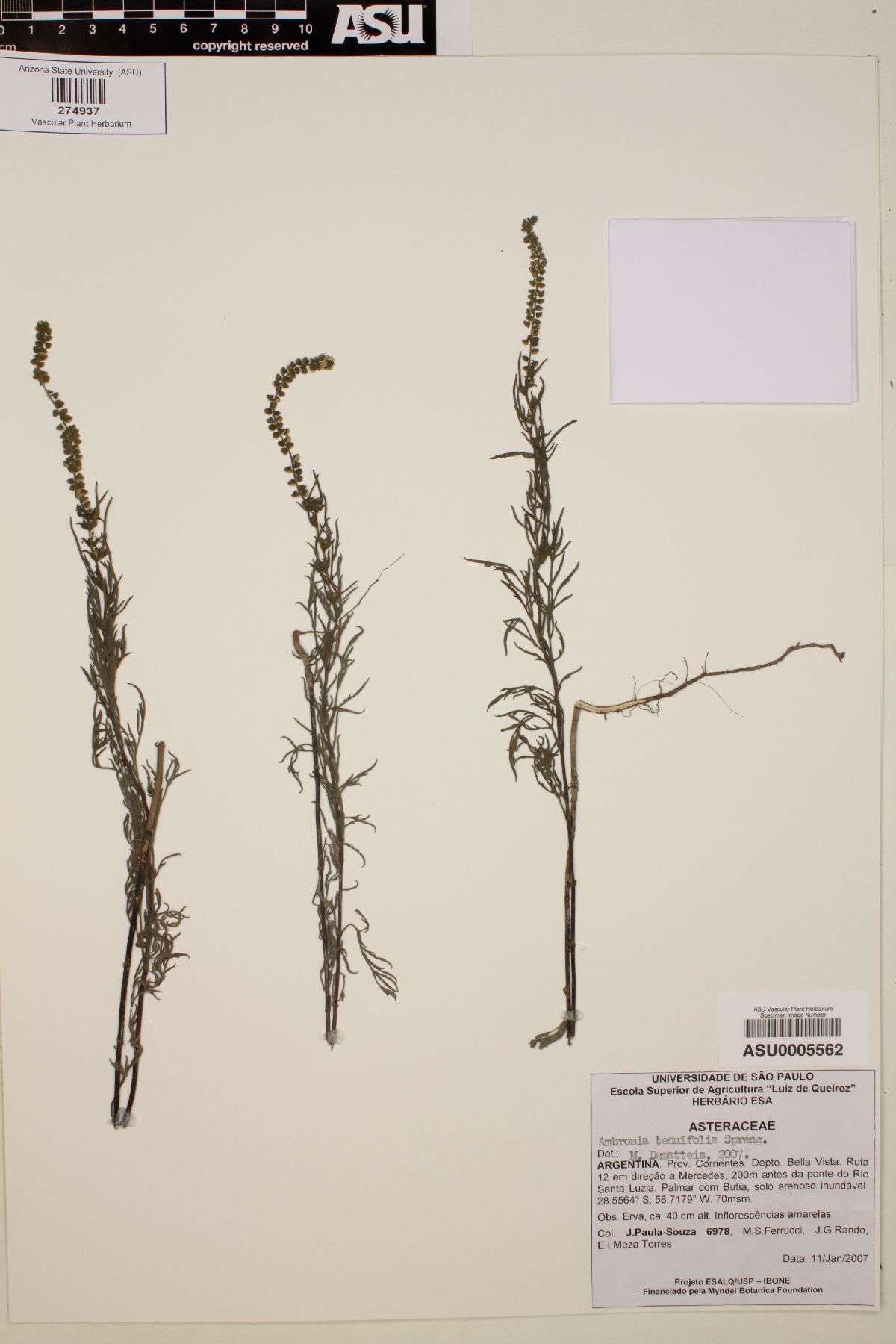 Ambrosia tenuifolia image