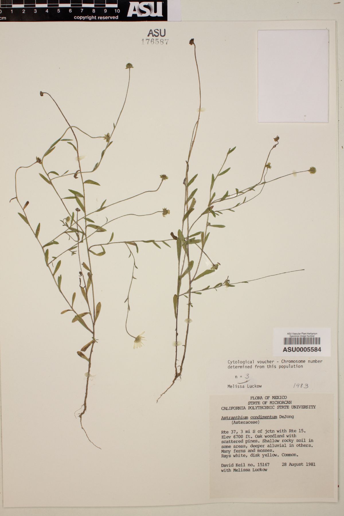 Astranthium condimentum image