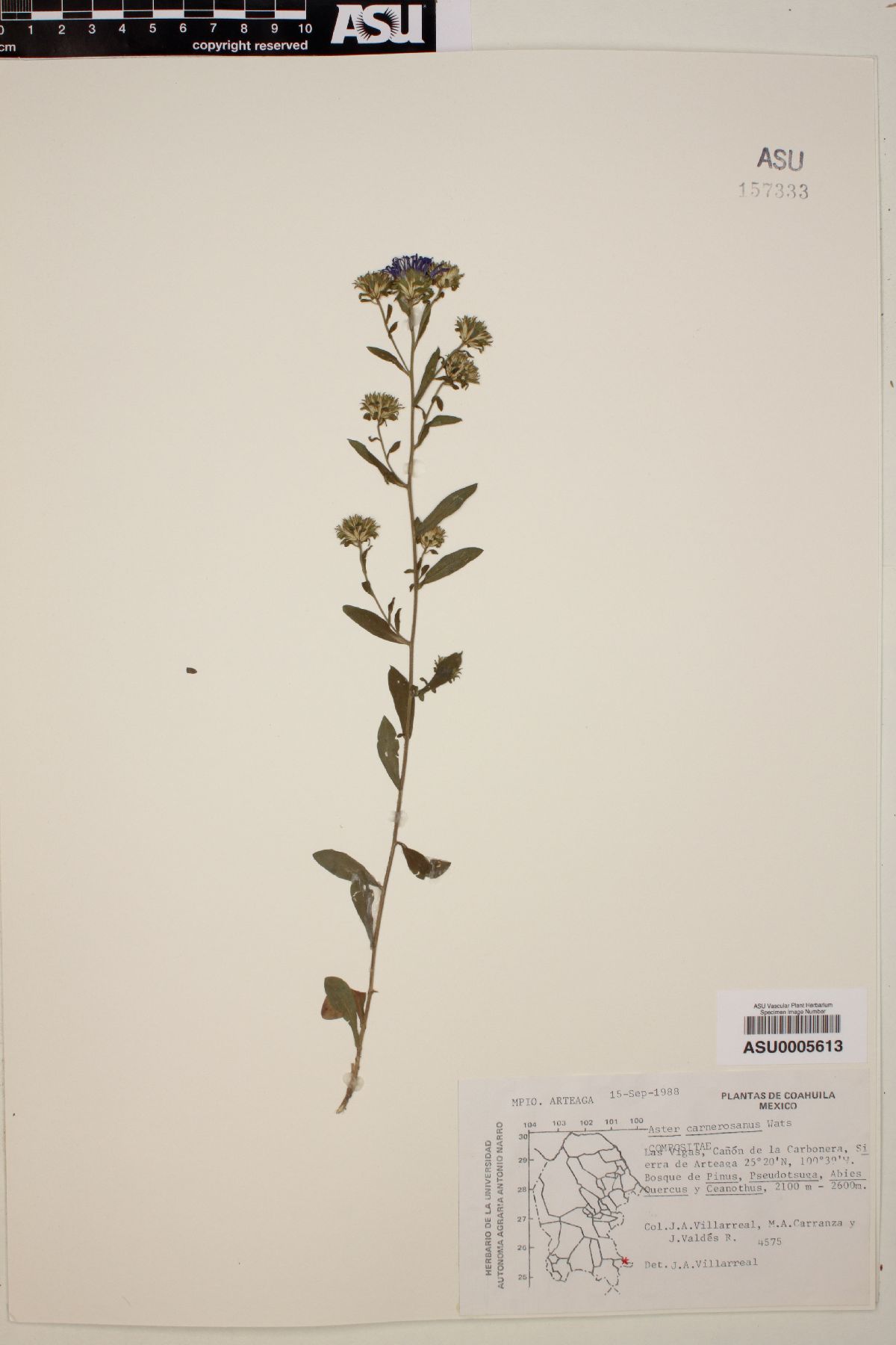 Aster carnerosanus image