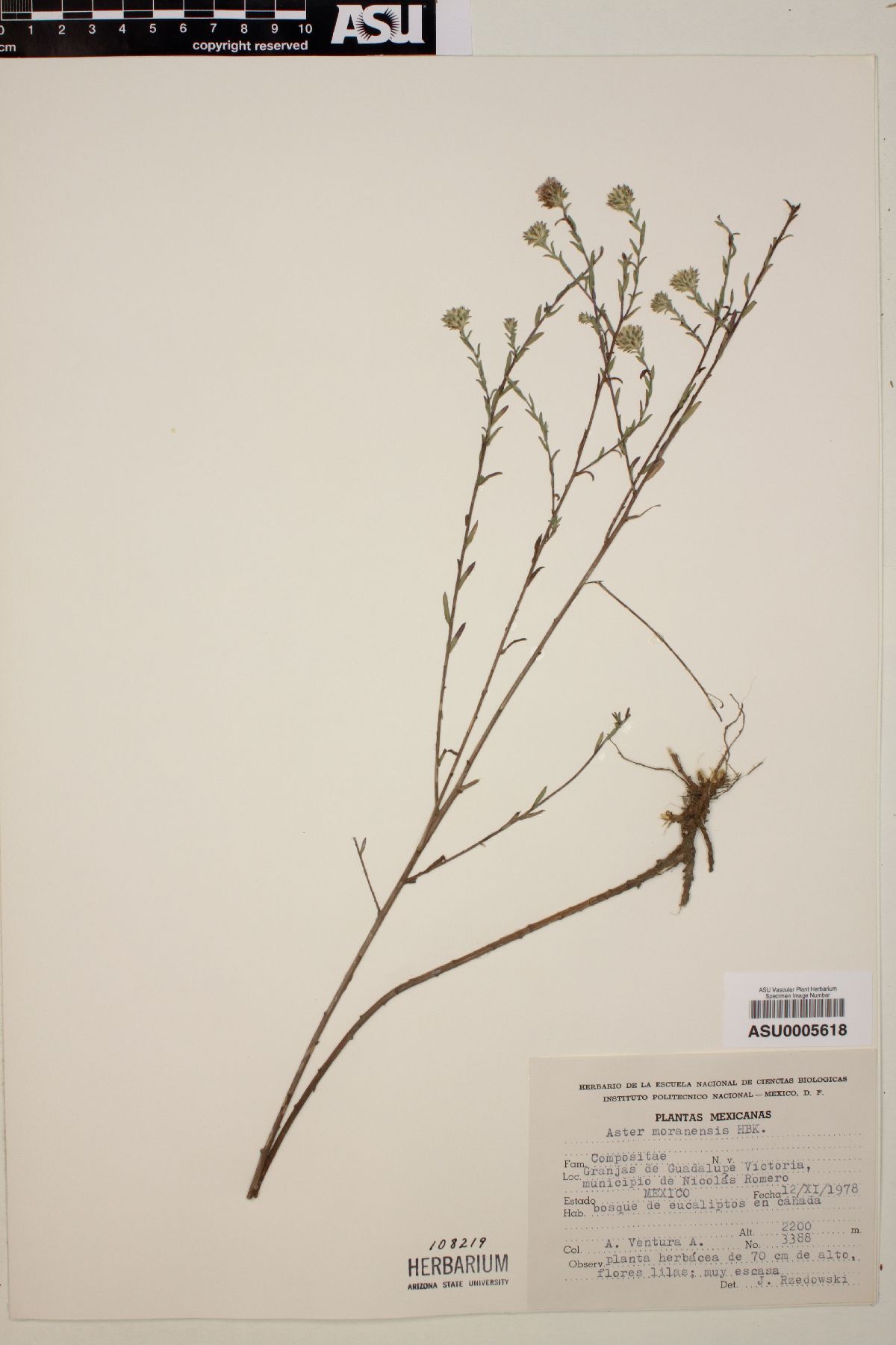 Aster moranensis image